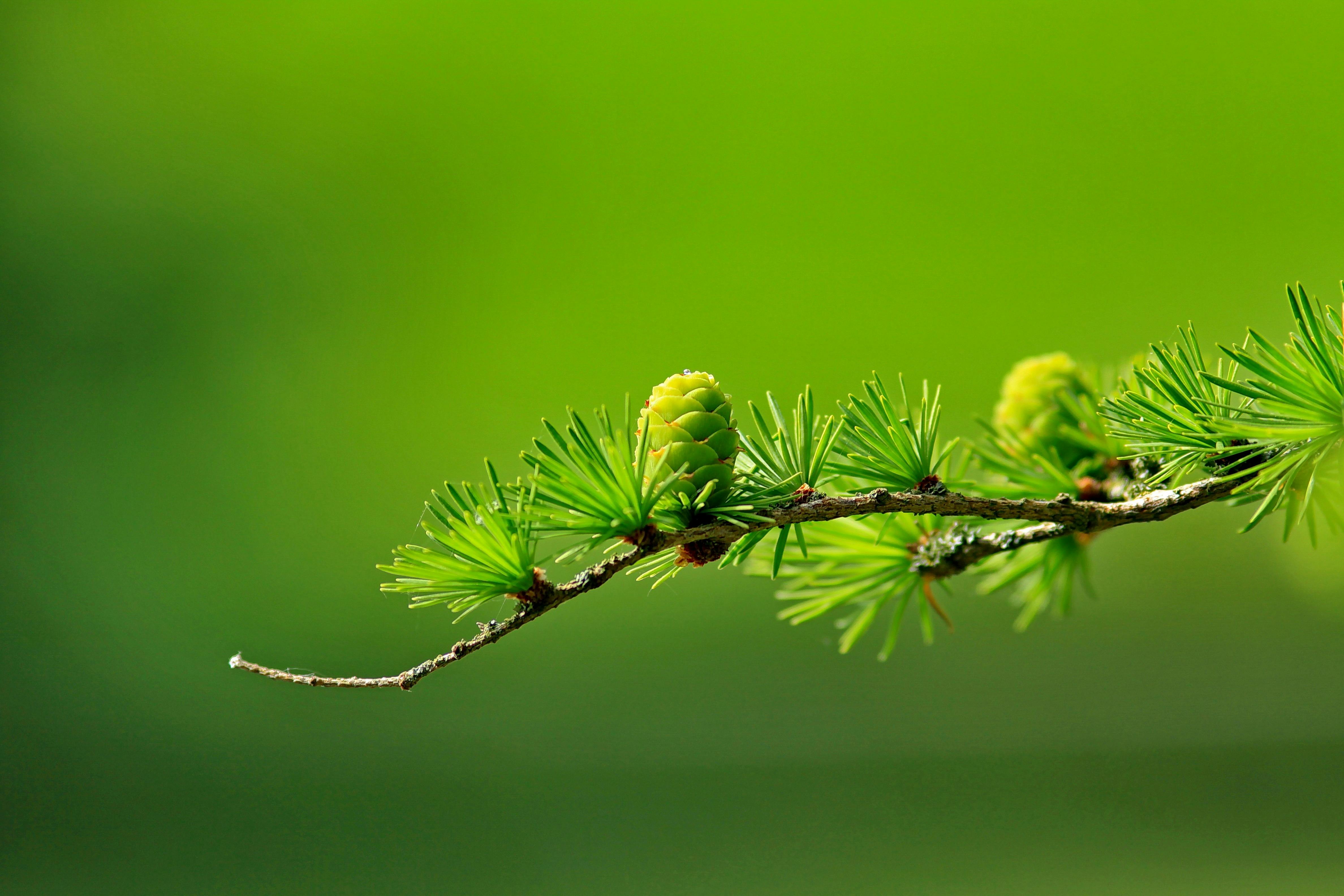 pexels-pixabay-40896.jpg