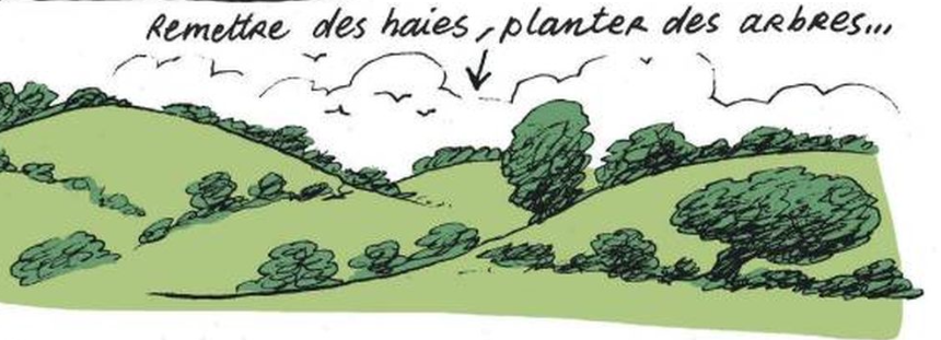 planter_haies_arbres.png